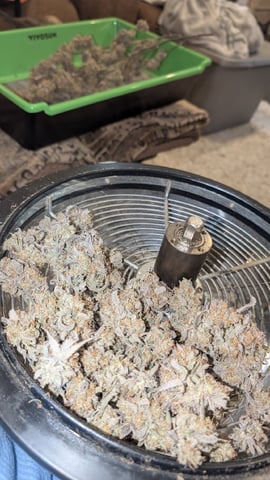 Perpetual Autoflower Mixed Grow #3 — flower, day 104