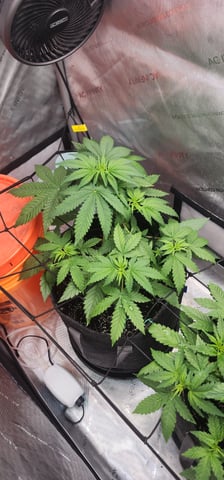 FastBuds Trainwreck Auto — vegetative, day 33