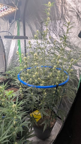 Mixed Grow — grow_setup, day 55