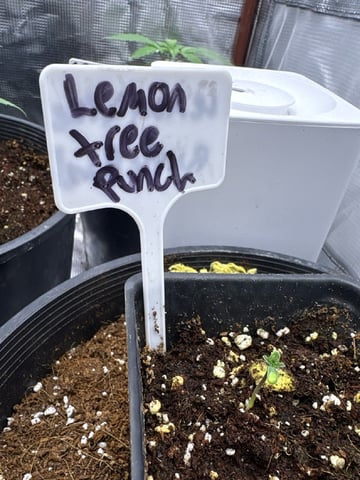 first grow in new 2x2 — vegetative, day 23