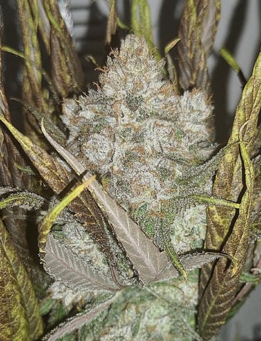 Experimental DIY Run — harvest, day 47
