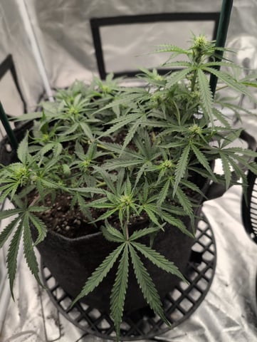 memphisto 3 bears OG, ethos high note r1 — flower, day 38