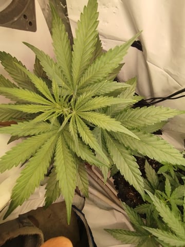 F1 apollo — vegetative, day 24