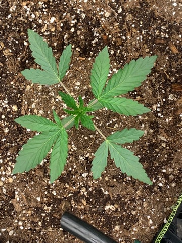 Six  — vegetative, day 24