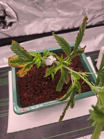 Funk Mtn (Mother) — vegetative, day 13