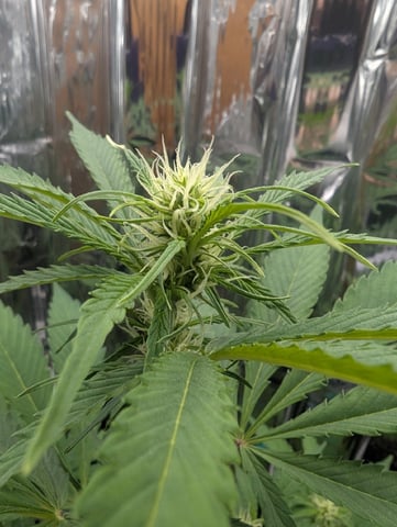 Zkittlez (Auto) — flower, day 65