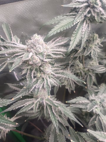 Mainely Genetics Micro Pheno Hunt