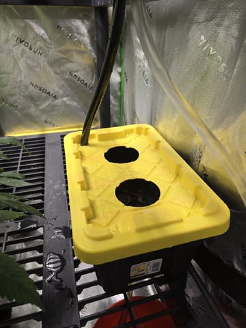 GLOOKIES — grow_setup, day 8