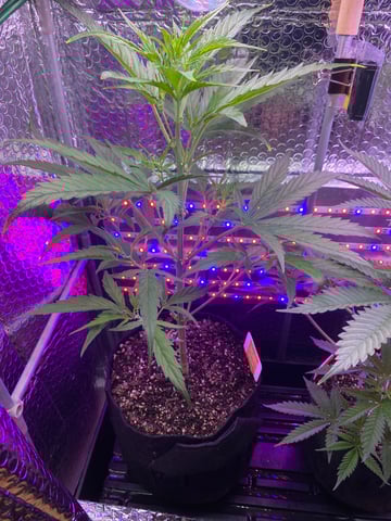 widows’ mimosa f1 — flower, day 43