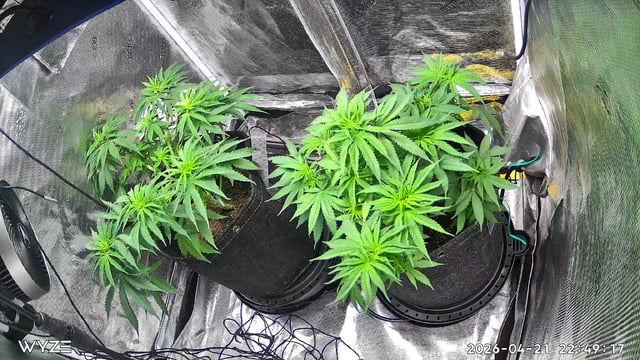 Blue Dream Feminized 