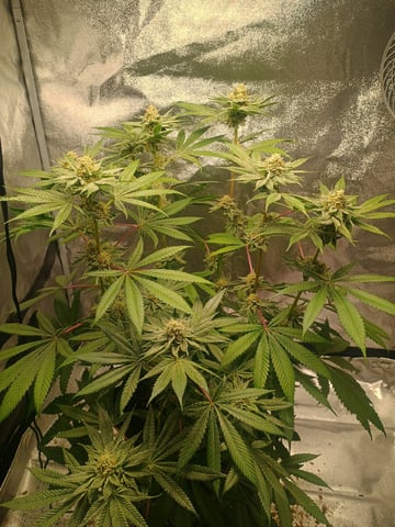 lil Slurry, first grow — flower, day 79