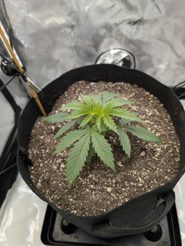 Cinderella 99 — vegetative, day 22