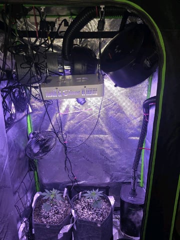 MOTHER ROOM — seedling_rooting, day 78