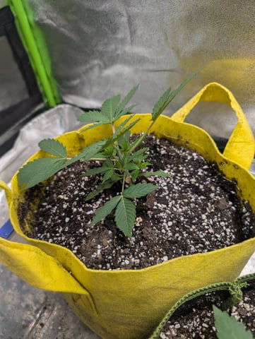 Early Girl — vegetative, day 4