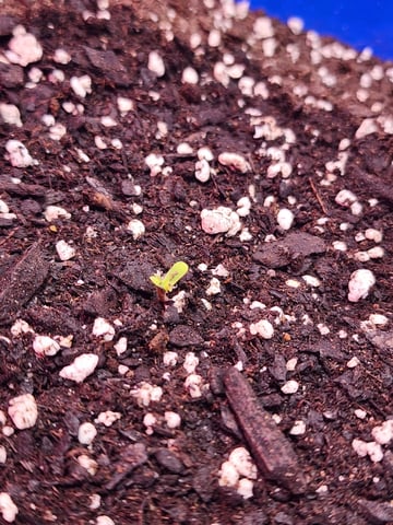 Grow 1Zkittles OGx2 & PEx1 — seedling_rooting, day 4