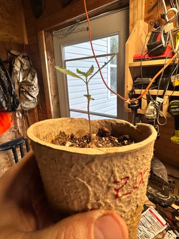 First ever grow — seedling_rooting, day 18