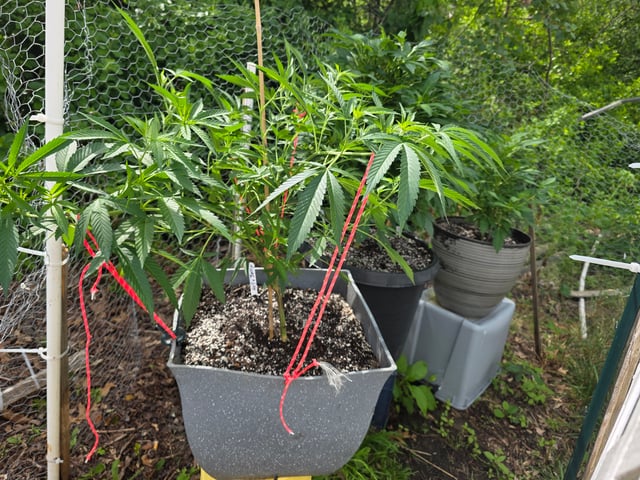 My First Plants — grow_setup, day 2