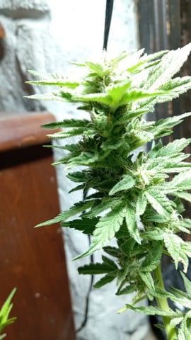 Strawberry Banana Auto  — flower, day 131