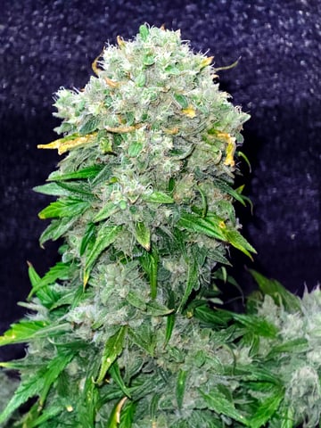 Homegrown - 🍒 🥧 & GSC Auto, 🚀 Seeds 🍌 Buttercups  — flower, day 72