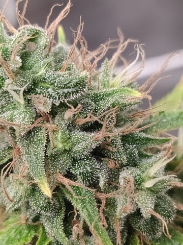 Pren seeds from brazil — flower, day 47