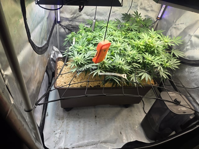 White rhino — flower, day 64