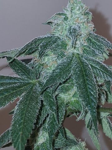S&D  First Grow — flower, day 82