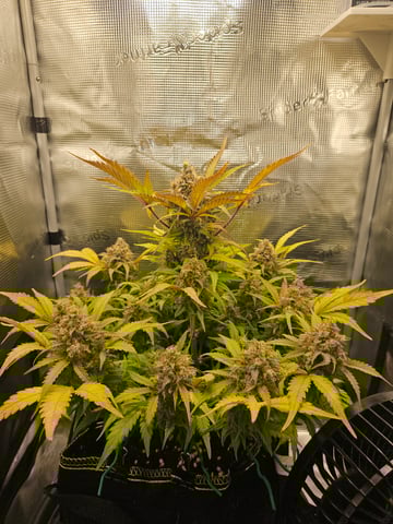 Mimosa Bruce Banner XL — flower, day 79