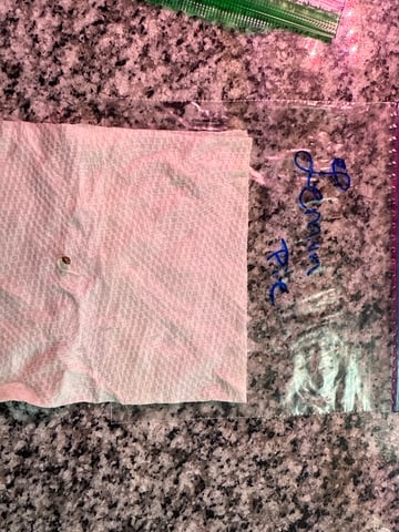 Lemon Pie & Wedding Glue (Autos) — germination, day 3