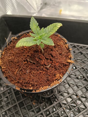 Godfather OG — vegetative, day 8