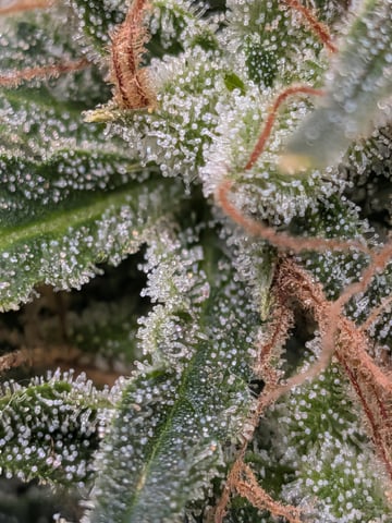 Zkittlez (Auto) — flower, day 111