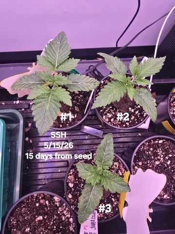 Super Silver Haze Fem Photo — vegetative, day 19