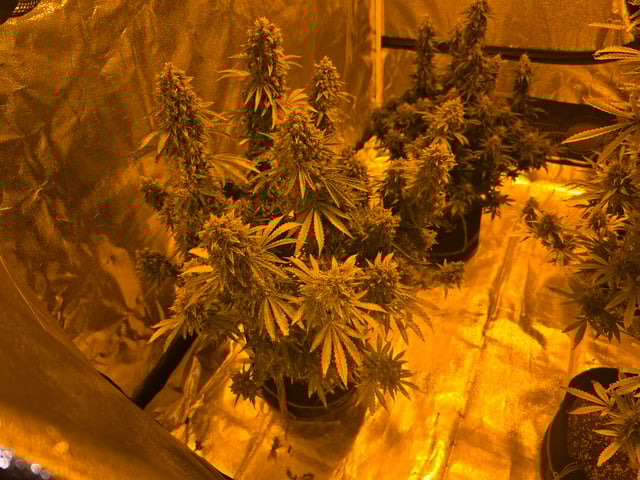 2nd Autoflower Indoor Grow — flower, day 105