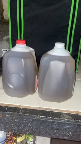 blueberry cupcake  — vegetative, day 50