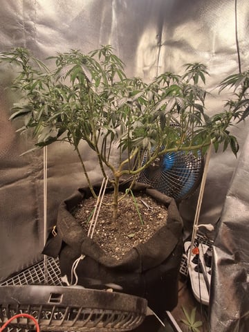 1st Grow - ROYAL MOBY (indoor)(photop.) — flower, day 114