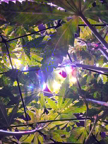 II — flower, day 46