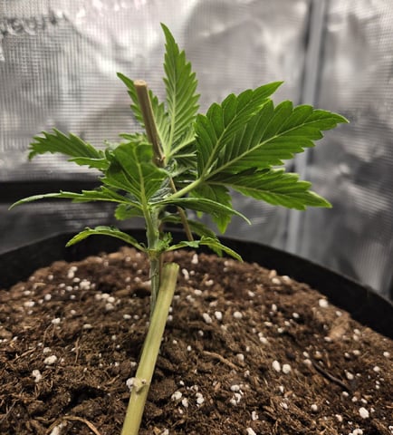 August Grow — seedling_rooting, day 30