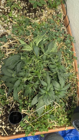 Summer Grow 