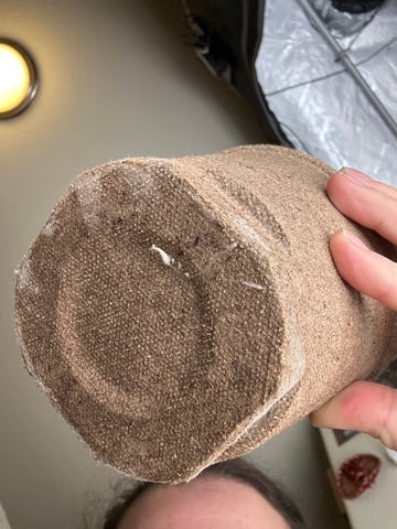 White Russian — vegetative, day 4