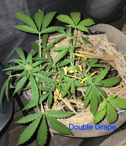 Outdoor Auto's (2nd set) — flower, day 21