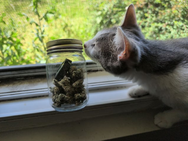 Girl Scout Cookies