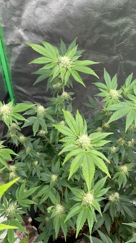 CB (Fem Photo) — flower, day 49