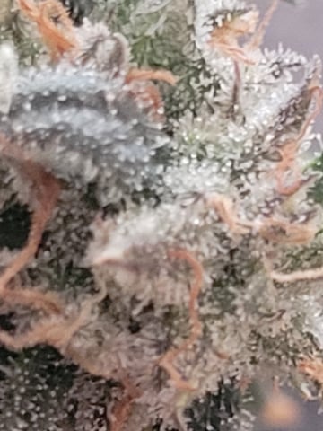 6th Grow — flower, day 86