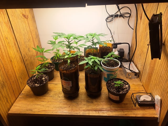 Yeti's Perpetual — vegetative, day 18