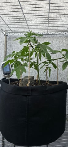 Mystery Weed Plant — vegetative, day 64
