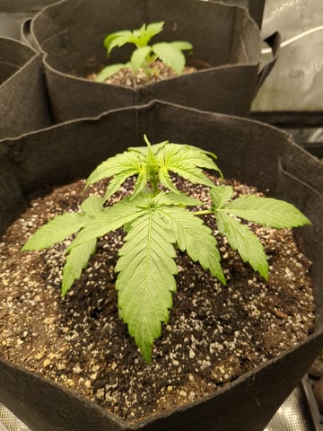 first grow — vegetative, day 11