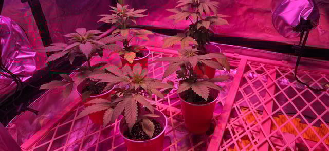 basement grow — vegetative, day 29