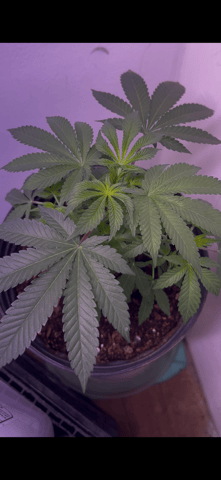 Gigawatt  — auto, day 66