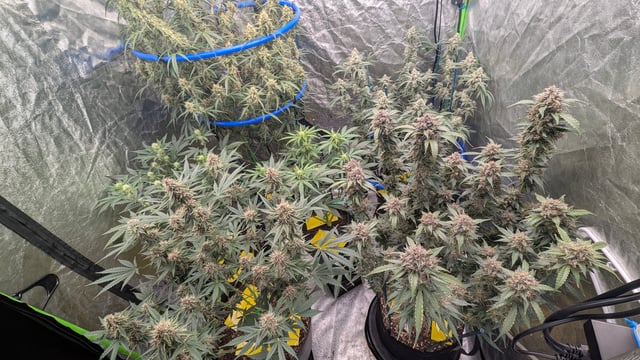 Mixed Grow — flower, day 80