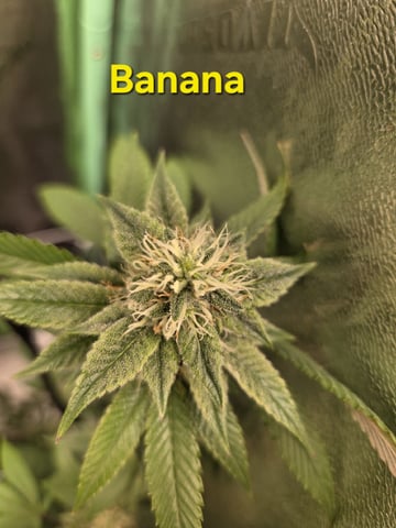 Banana and Gold — flower, day 37