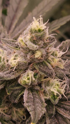 3rd run, 8 plant mom hunt - indoor top fed DTW with rockwool — flower, day 144